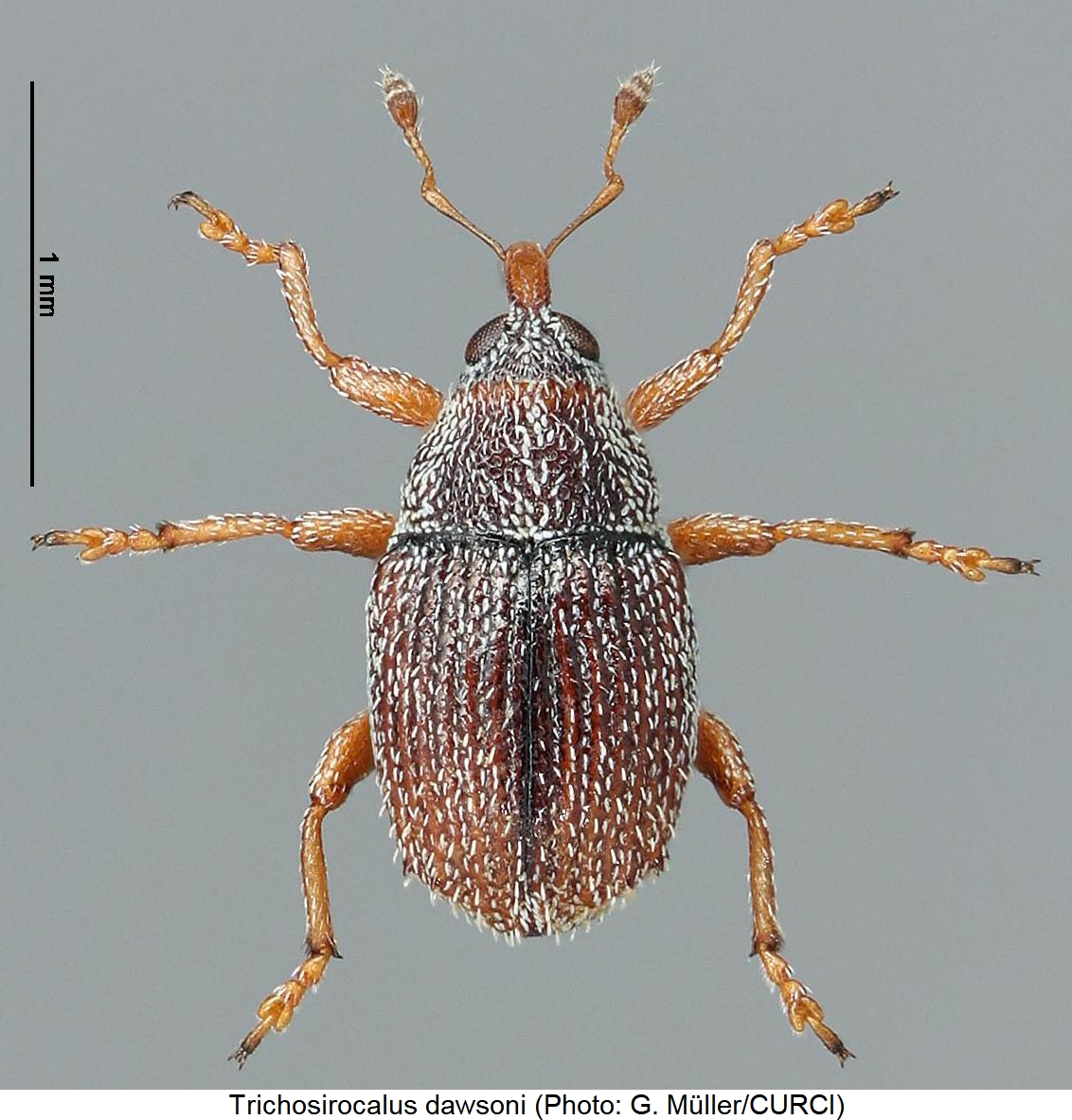 trichosirocalus_dawsoni_hab.jpg