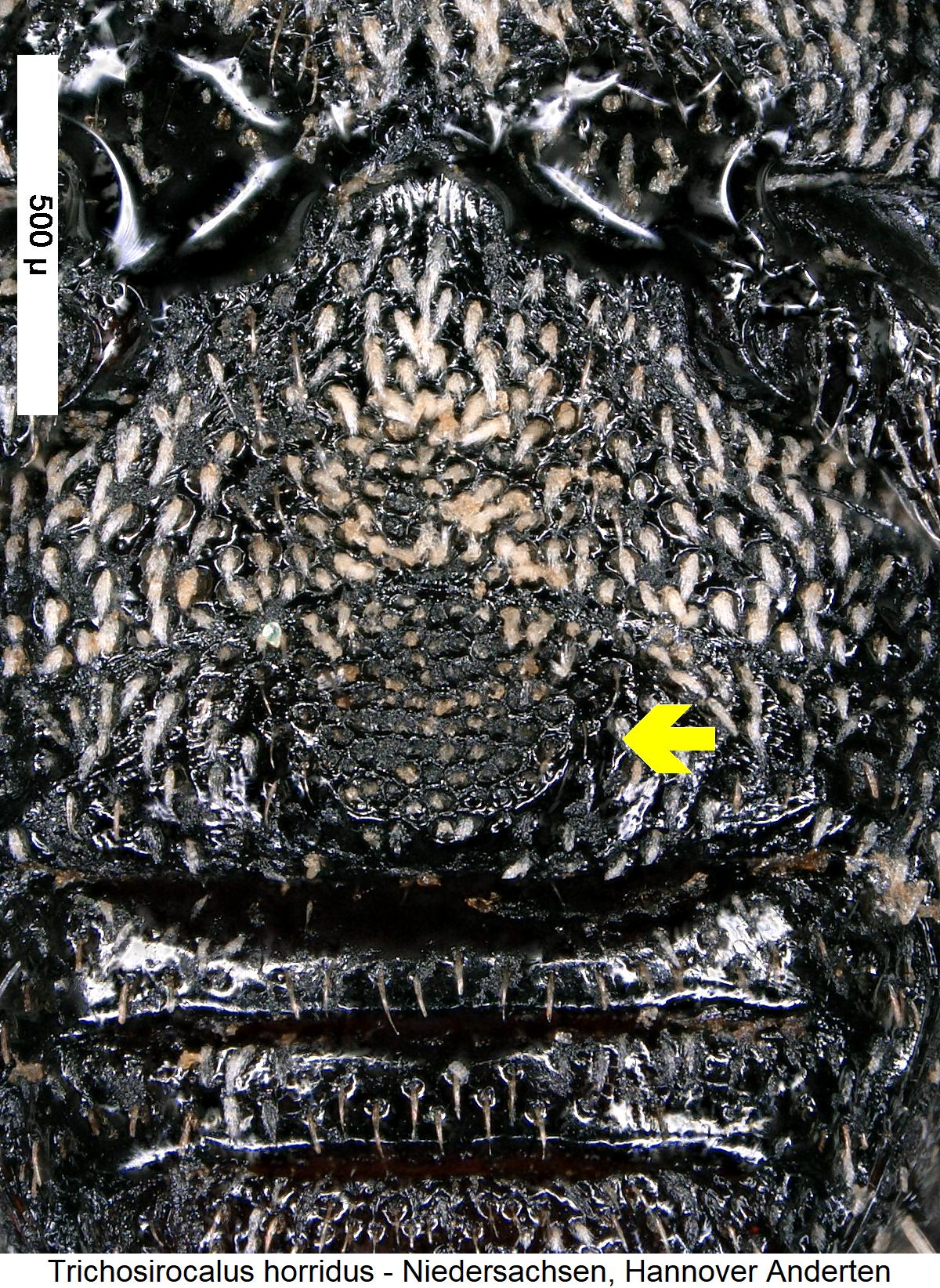 trichosirocalus_horridus_abd.jpg