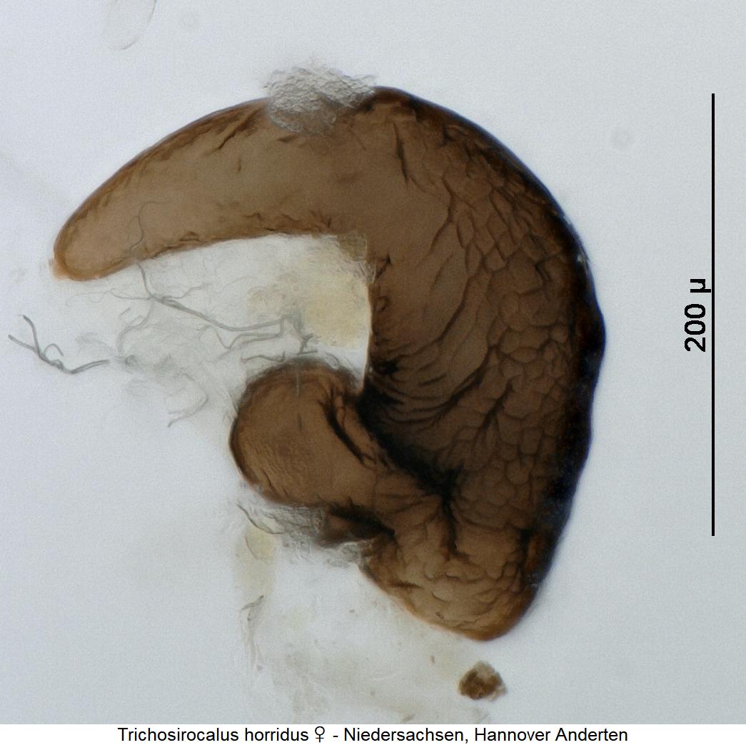 trichosirocalus_horridus_w_sperm.jpg