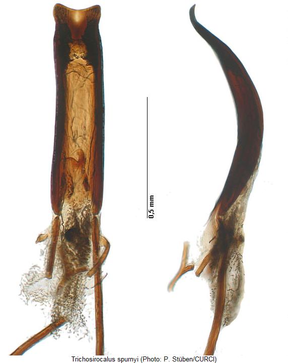 trichosirocalus_spurnyi.jpg