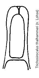 trichosirocalus_thalhammeri.gif