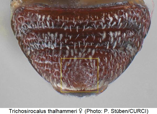 trichosirocalus_thalhammeri_ster.jpg
