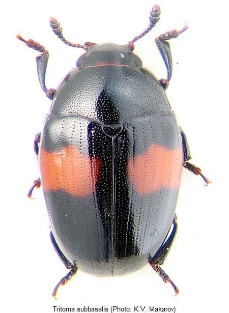 tritoma_subbasalis_hab.jpg