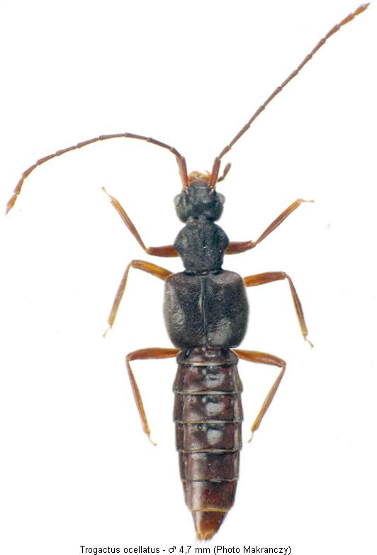 trogactus_ocellatus_hab.jpg