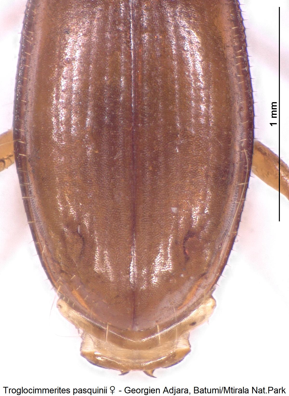 troglocimmerites_pasquinii_w_fld.jpg