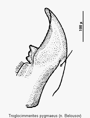 troglocimmerites_pygmaeus_mand.gif