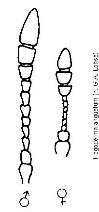 trogoderma_angustum_f.gif