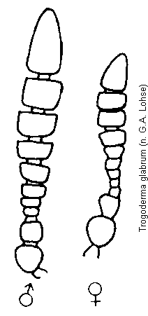 trogoderma_glabrum_f.gif