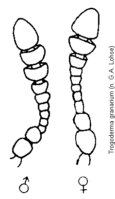 trogoderma_granarium_f.gif
