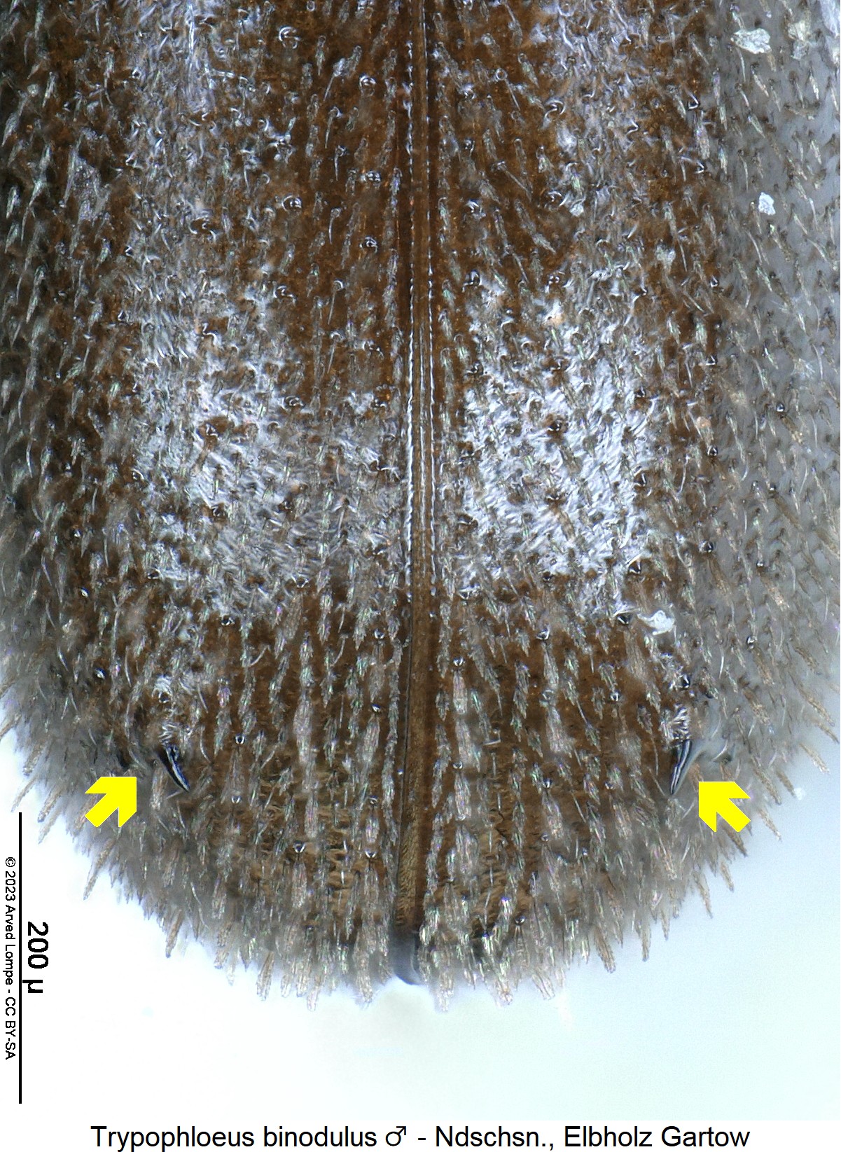 trypophloeus_binodulus_m_dec.jpg