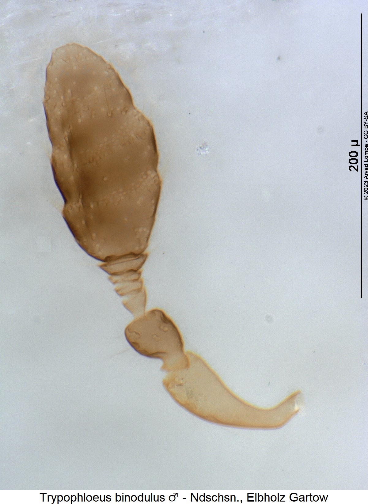 trypophloeus_binodulus_m_f.jpg