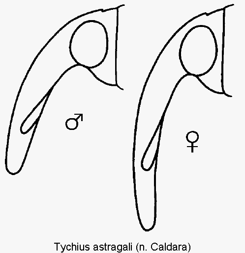 tychius_astragali_k.gif