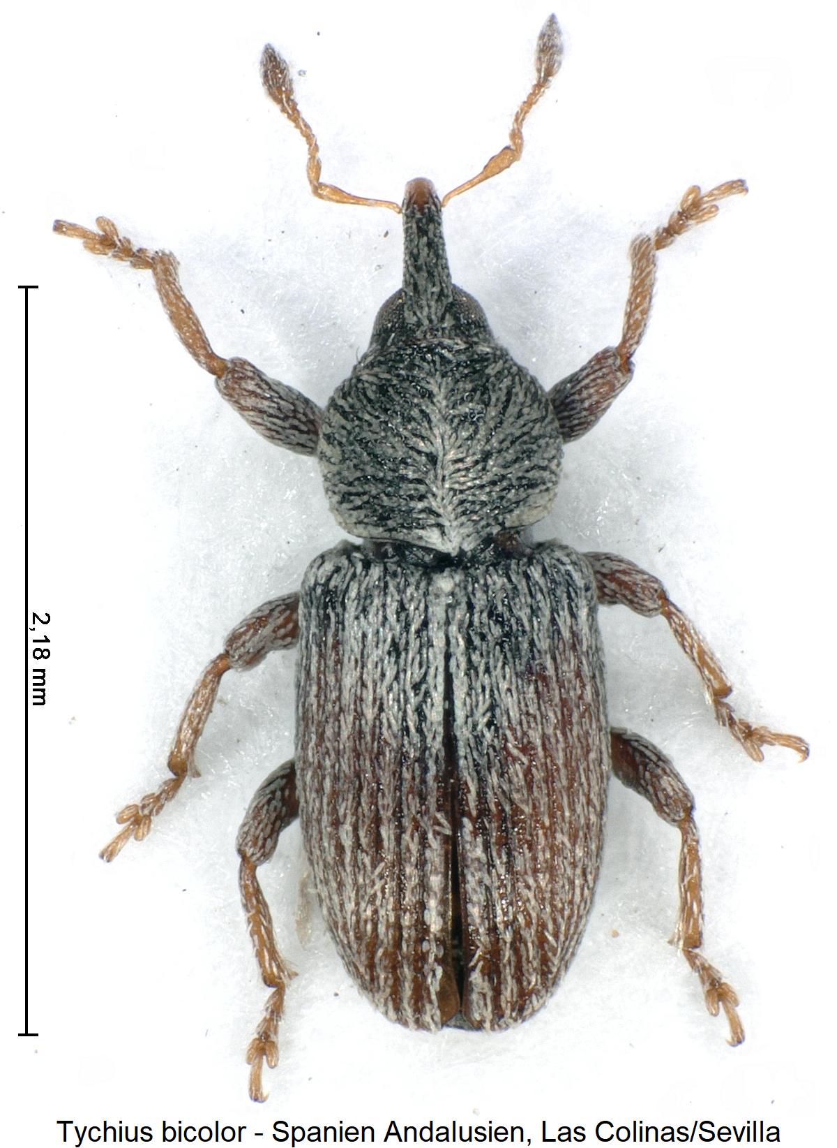 tychius_bicolor_hab.jpg