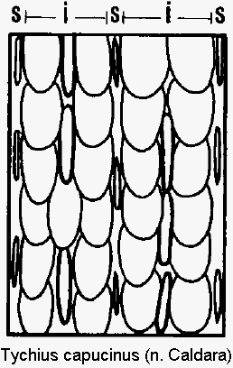 tychius_capucinus_int.gif