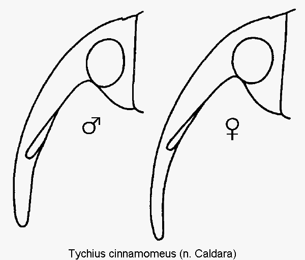 tychius_cinnamomeus_k.gif