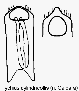 tychius_cylindricollis.gif