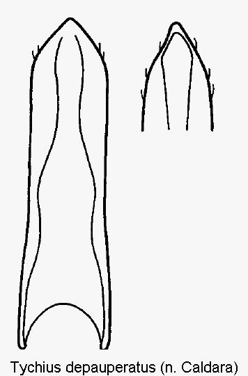 tychius_depauperatus.gif