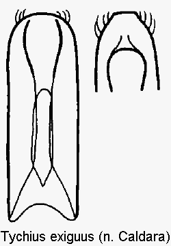 tychius_exiguus.gif