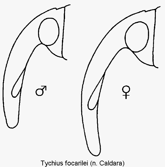 tychius_focarilei_k.gif