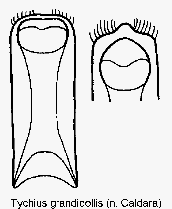 tychius_grandicollis.gif