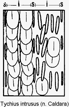 tychius_intrusus_int.gif