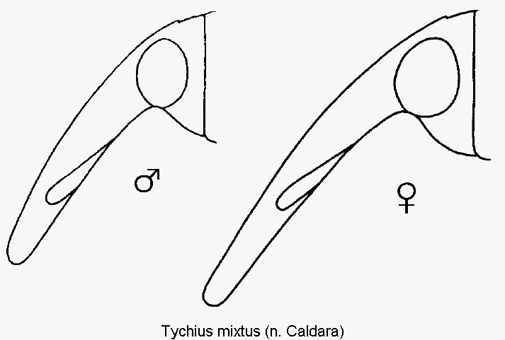 tychius_mixtus_k.gif