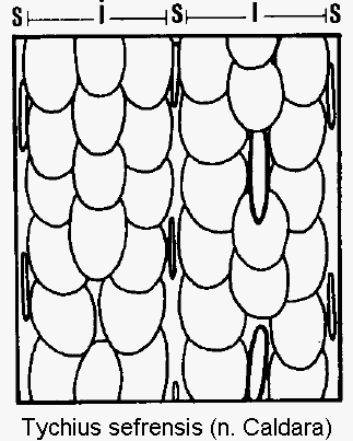 tychius_sefrensis_int.gif