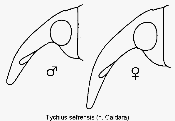 tychius_sefrensis_k.gif