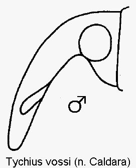 tychius_vossi_k.gif
