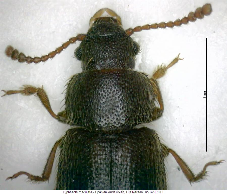 typhaeola_maculata_vk2.jpg