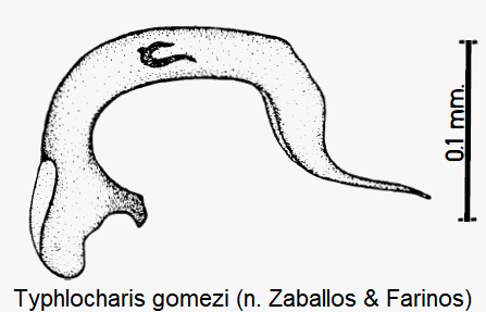 typhlocharis_gomezi.gif
