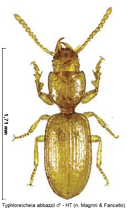 typhloreicheia_abbazzii_m_hab.jpg