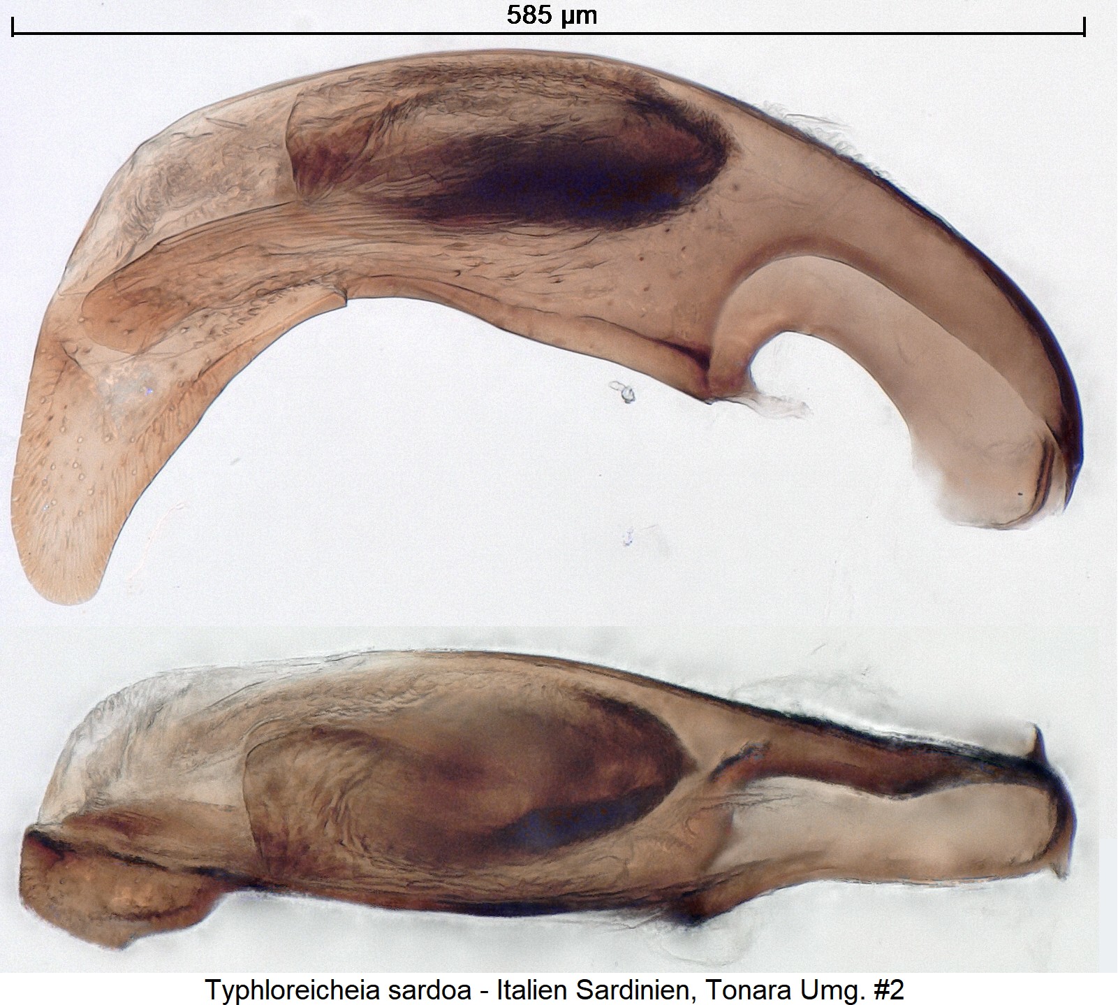 typhloreicheia_sardoa_nr2_ck36182573.jpg