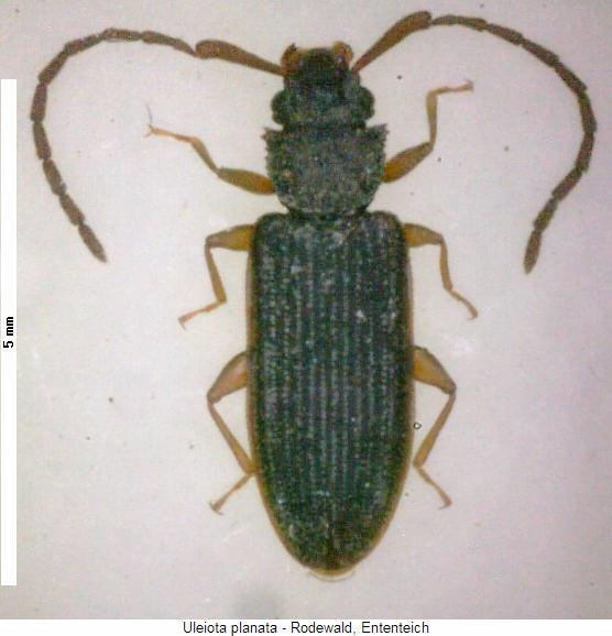 uleiota_planata_hab.jpg