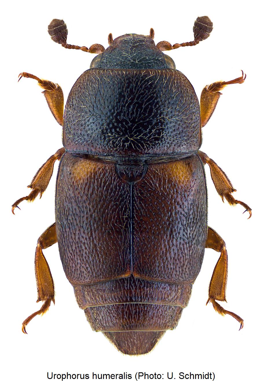 urophorus_humeralis_hab.jpg