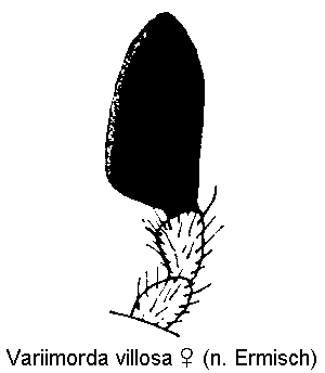 variimorda_villosa_w_ts.gif