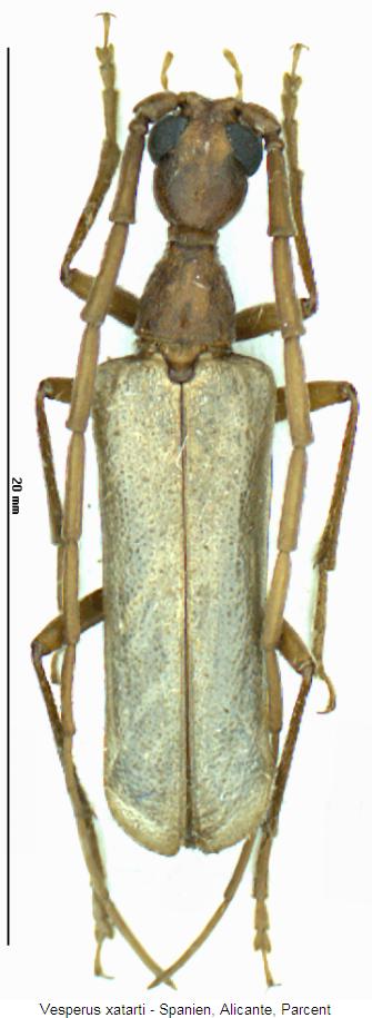 vesperus_xatarti_hab.jpg