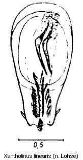 xantholinus_linearis1.jpg