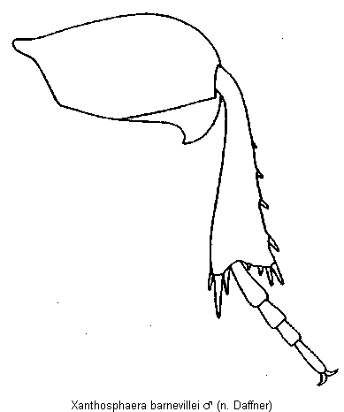 xanthosphaera_barnevillei_hb.gif
