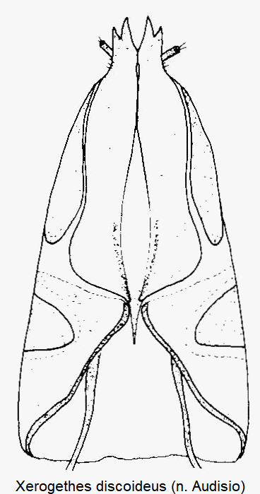 xerogethes_discoideus_ovi.gif
