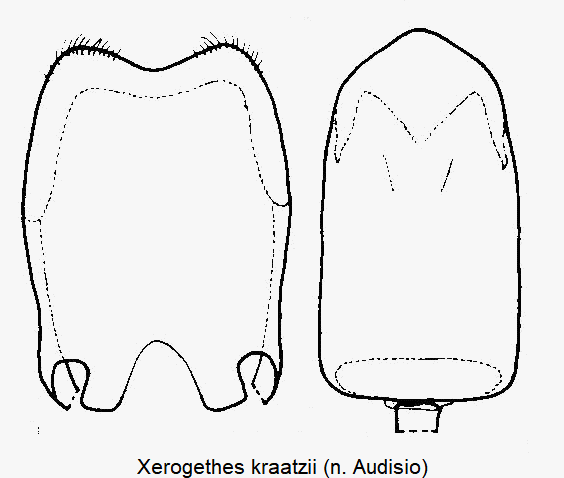 xerogethes_kraatzii1.gif