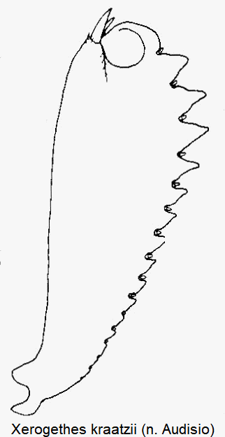 xerogethes_kraatzii_vschn.gif