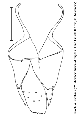 xerophygus_hreblayi_terg.gif