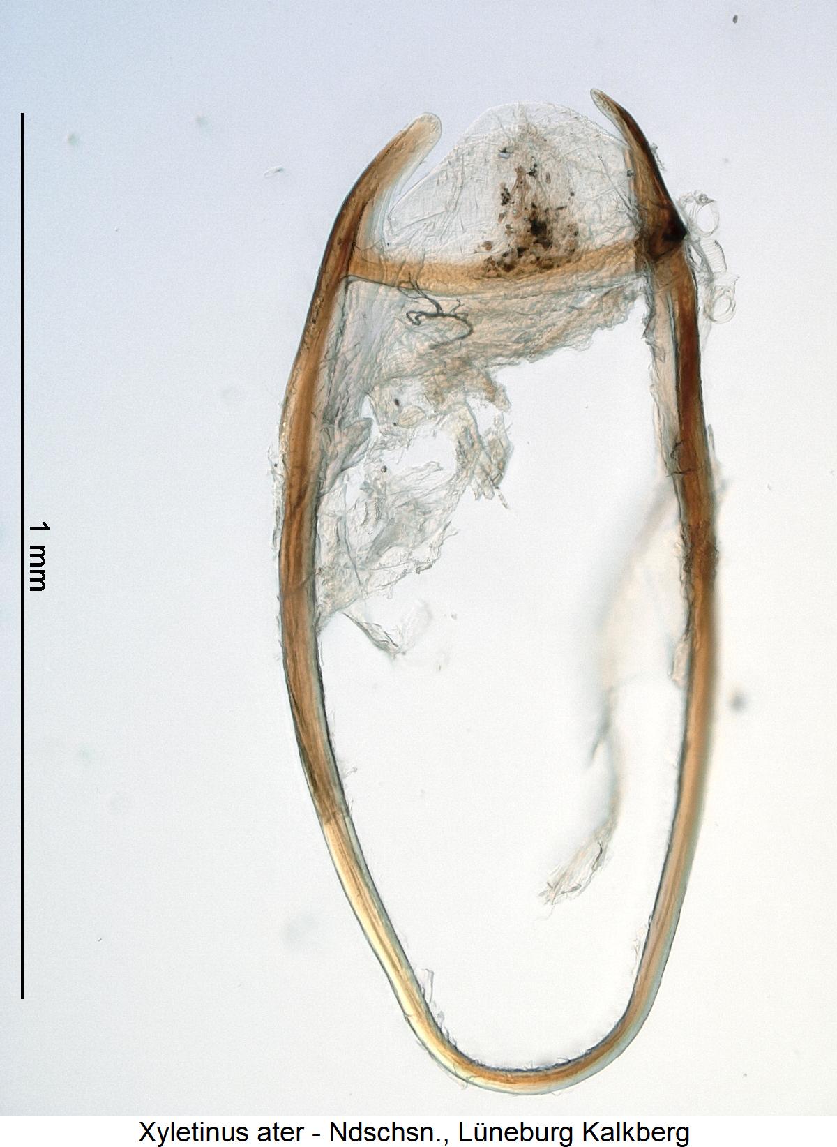 xyletinus_ater_genitalbuegel.jpg