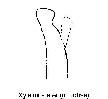 xyletinus_ater_pm.gif