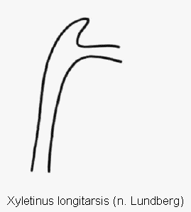 xyletinus_longitarsis_genitalbuegel.gif