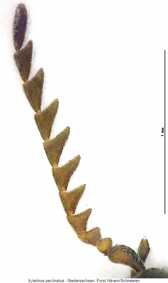 xyletinus_pectinatus_f.jpg