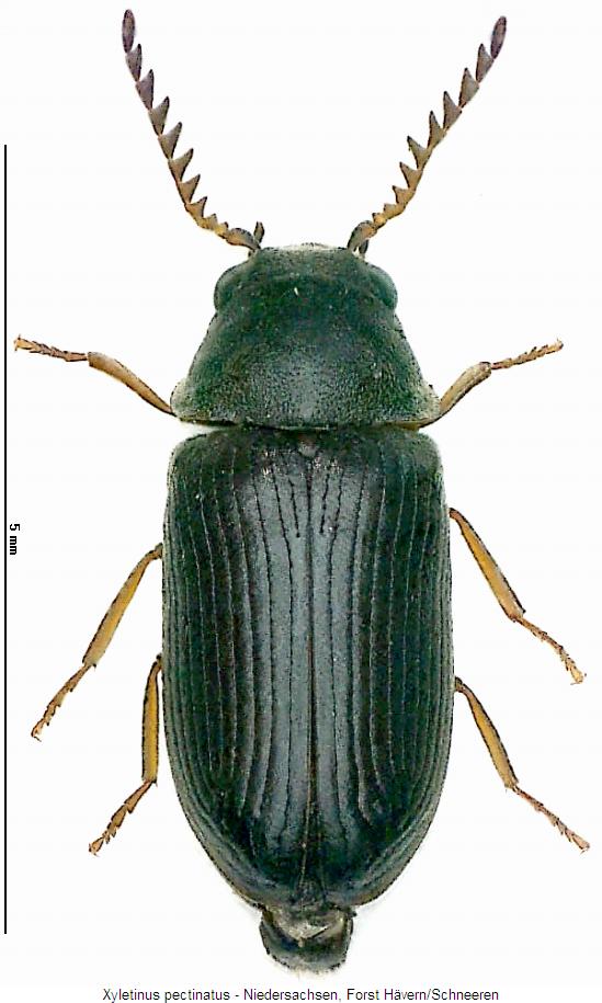xyletinus_pectinatus_hab.jpg