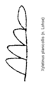 xyletinus_planicollis_f.gif