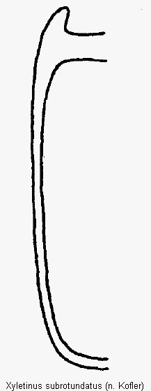 xyletinus_subrotundatus_mas.gif